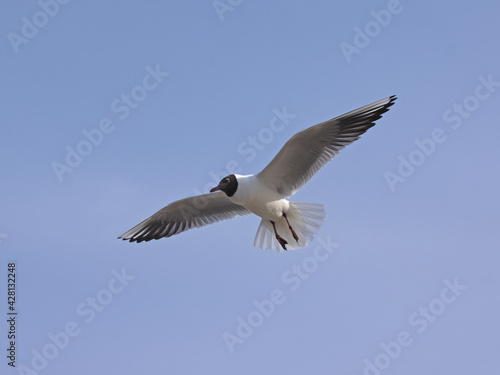 close-up flying seagull in the sky on plain background