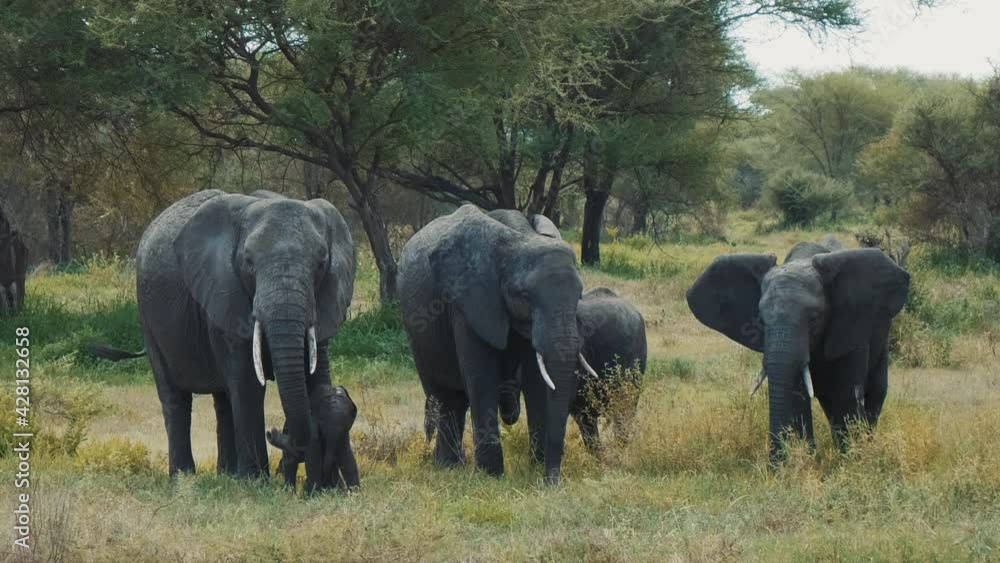 Family of elephants eating grass with magnifficent natural background of african savanna and lot of green. Cute small mammals adapting near parents. Concept of safari, wildlife, nature. Family of elephants eating grass with magnifficent natural background of african savanna and lot of green. Cute small mammals adapting near parents. Concept of safari, wildlife, nature.