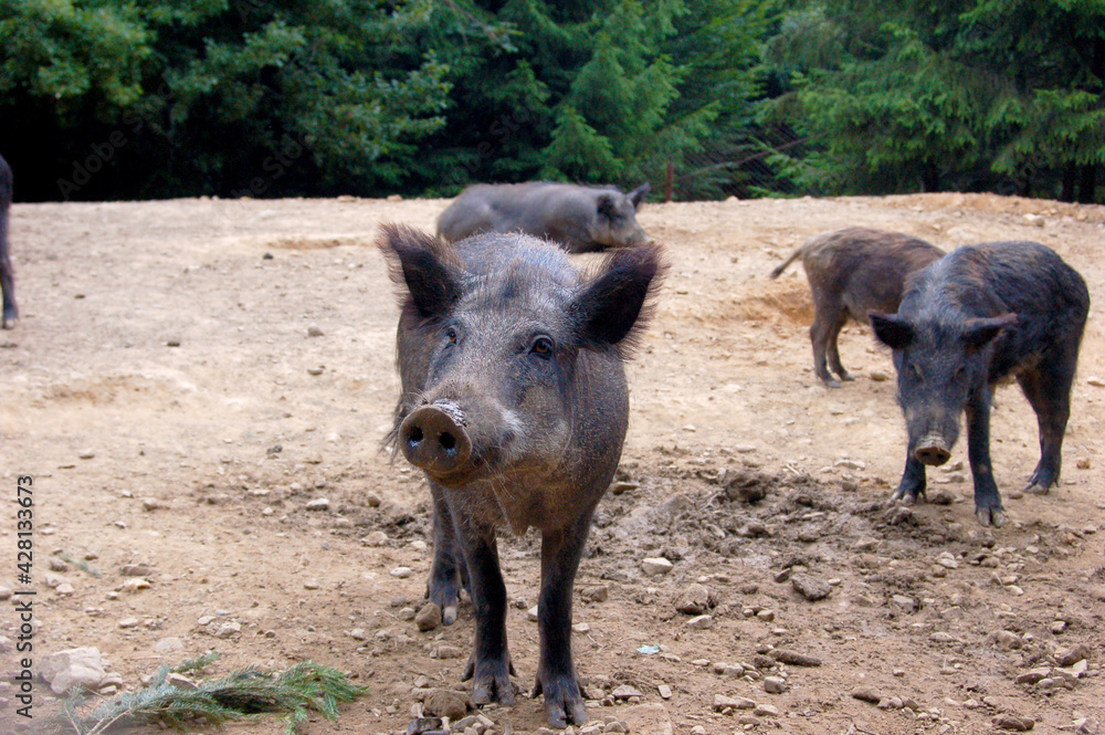 wild boar in the wild wild boar in the wild