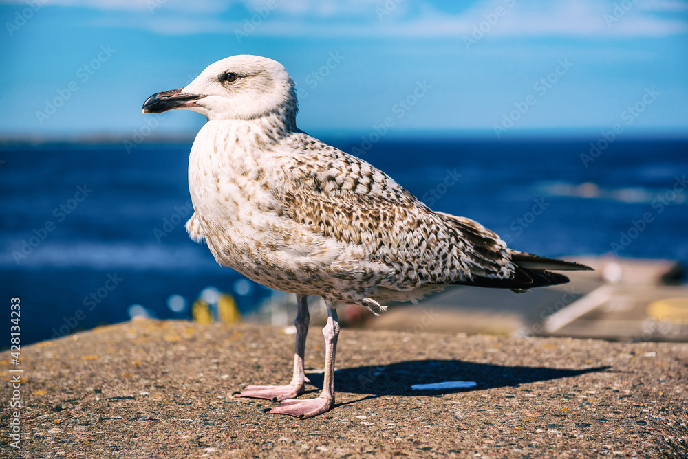 Obraz premium Sea gull at pier