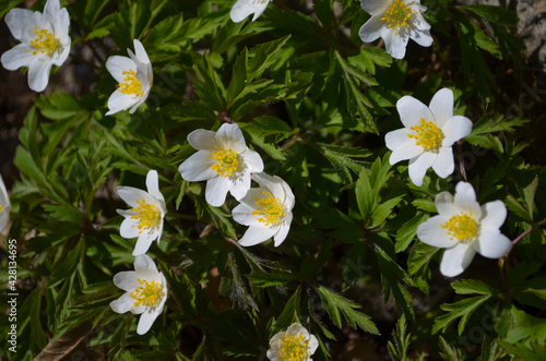 Closeup of wild wood anemones  springtime