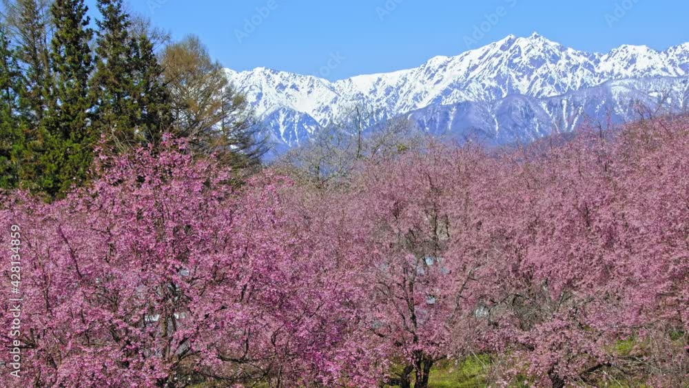 桜と残雪の北アルプが美しい小川村の春 桜と残雪の北アルプが美しい小川村の春