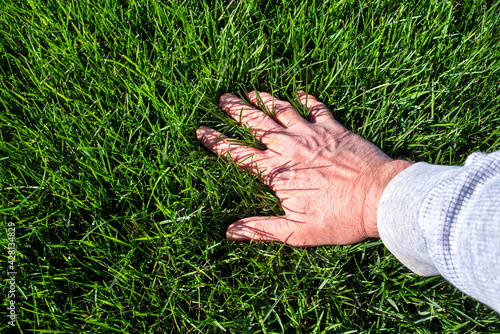 Man's hand examining healthy green lawn grass, summertime with sunshine.
