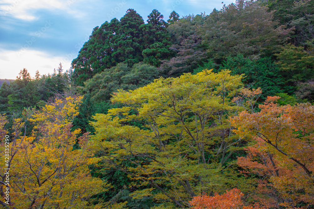 autumn in Hakone