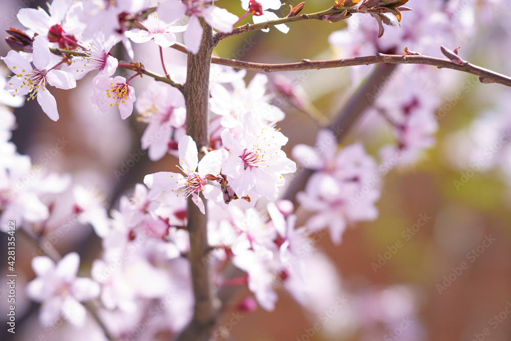 pink flowers on the tree, spring flowers, trees bloomed pink flowers on the tree, spring flowers, trees bloomed