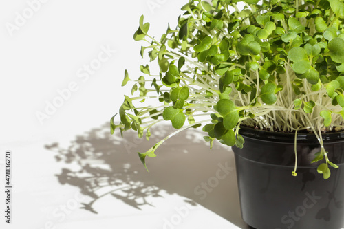 Bok choy microgreens in black pot. Micro greens arugula sprouts with trendy shadow on white background. Young plants, seedlings and sprouts. Mockup, Macro, close up.