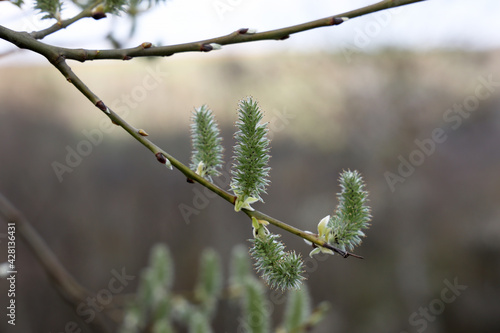 Green buds on tree branches in spring © leomalsam