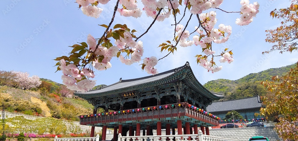 Fototapeta premium Cherry Blossom