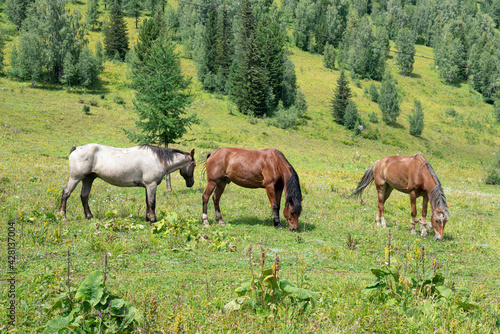 Group of Horses in mountains. © Иван Грабилин