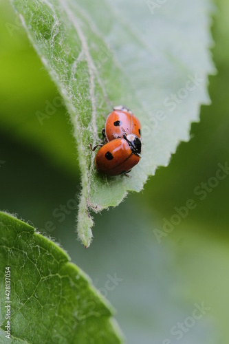 Macro photography: mating ladybugs  © YULIYA