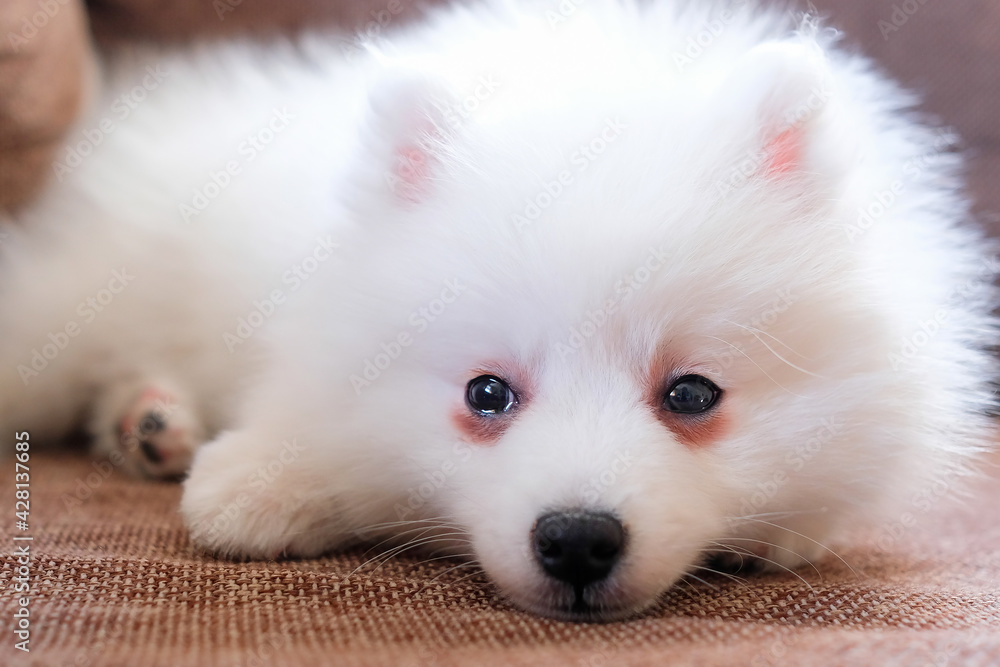 A purebred white puppy is lying on the couch. Japanese spitz