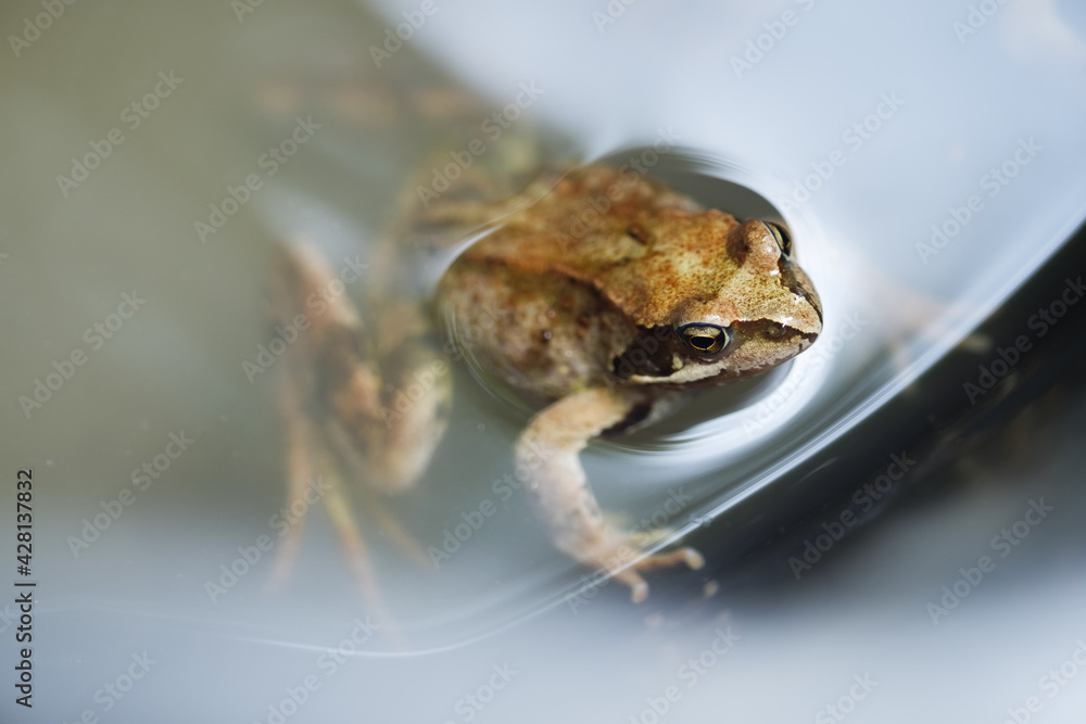 Obraz premium Portrait of a large spotted frog in water