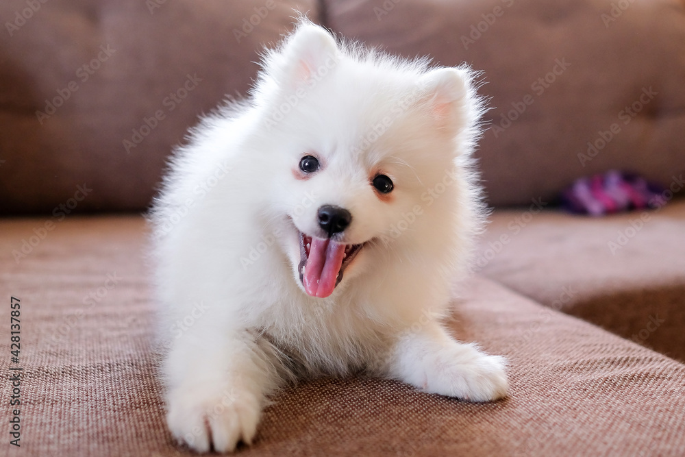 A satisfied puppy with an open mouth lies on the couch. Japanese spitz A satisfied puppy with an open mouth lies on the couch. Japanese spitz