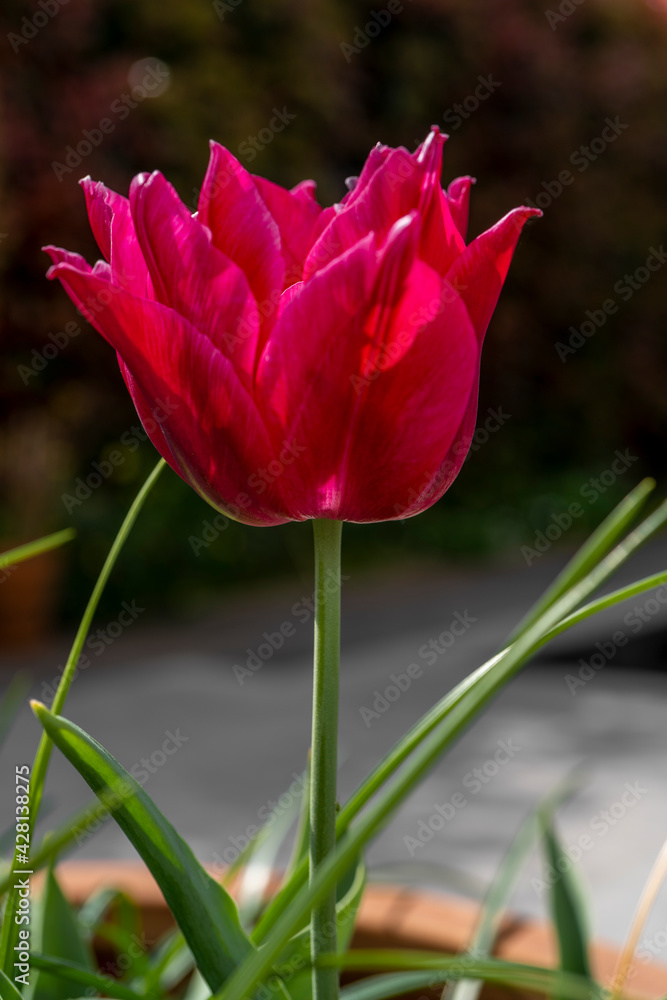 Fototapeta premium Beautiful Red Tulips in a flowerbed. Macro close up