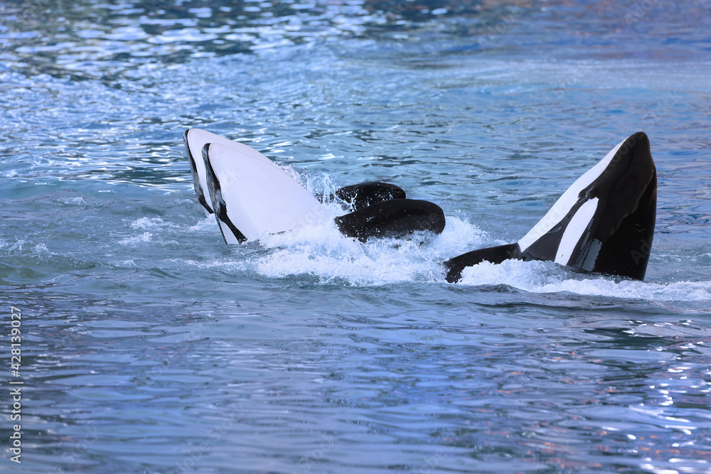 Fototapeta premium Killer whales (Orcinus orca) also known as Orca spy hopping, Atlantic Ocean
