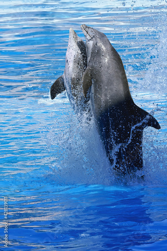 Jumping Bottlenose dolphins (Tursiops truncatus), Tenerife, Canary island, Spain