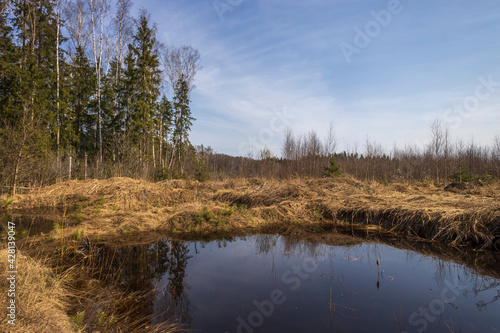 Spring landscape with a large puddle and trees in the background on a sunny day. The sky is reflected in the water.