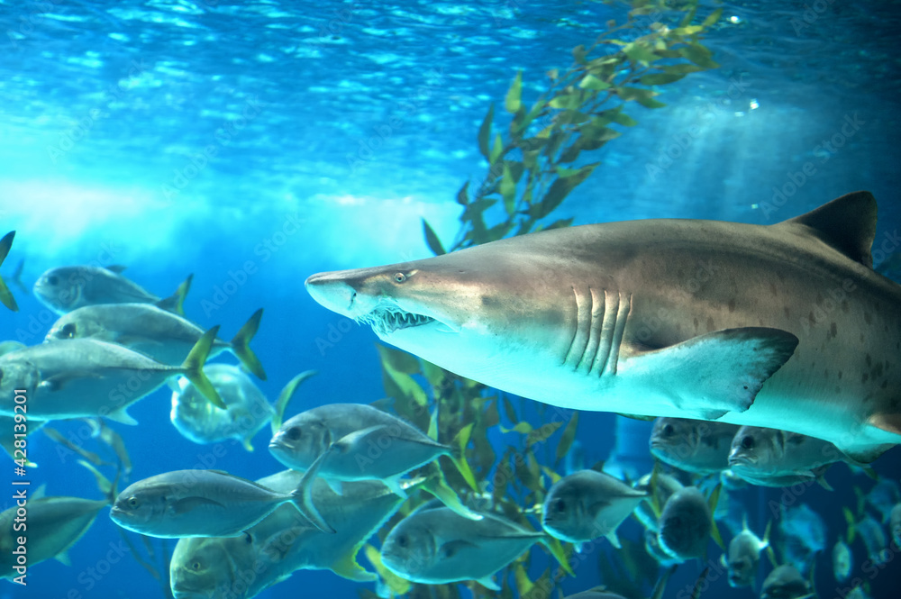 Sandbar shark (Carcharinus plumbeous). Sandbar shark (Carcharinus plumbeous).