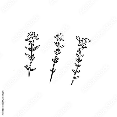 Thyme hand drawn illustration isolated on white background