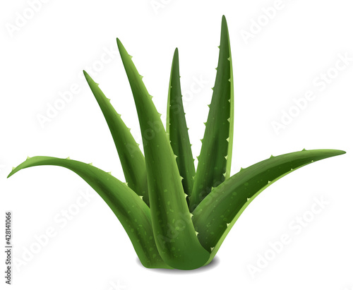 Aloe Vera succulent plant Vector realistic. Product placement mock up. 3d detailed leaf growing natural cactus illustrations
