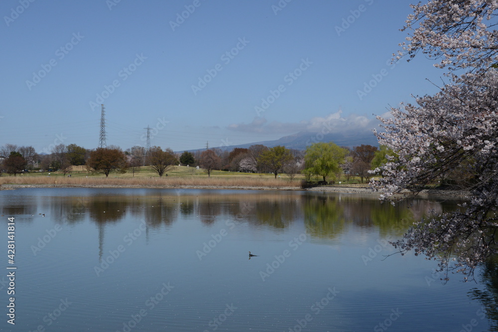 春の水辺と桜の織りなす風景