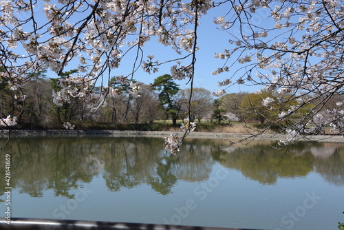 春の水辺と桜の織りなす風景 photo