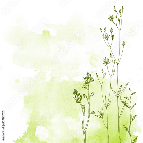 Flowers and herbs line on watercolor background