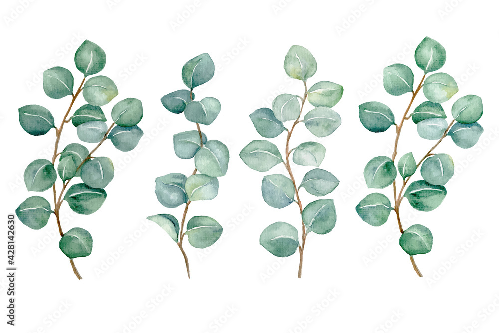 watercolor set of abstract eucalyptus leaves  isolated on white background, hand painted botanical illustration for wedding, print, fabric , etc.