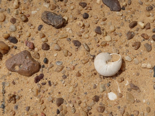 Ancient seashell fossils in the desert of Fayoum in Egypt photo