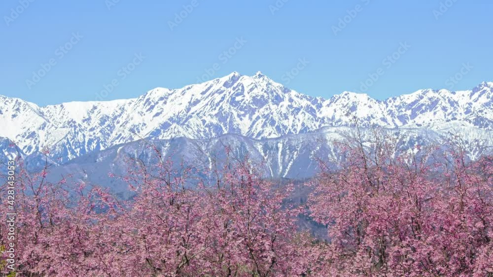 桜と残雪の北アルプが美しい小川村の春