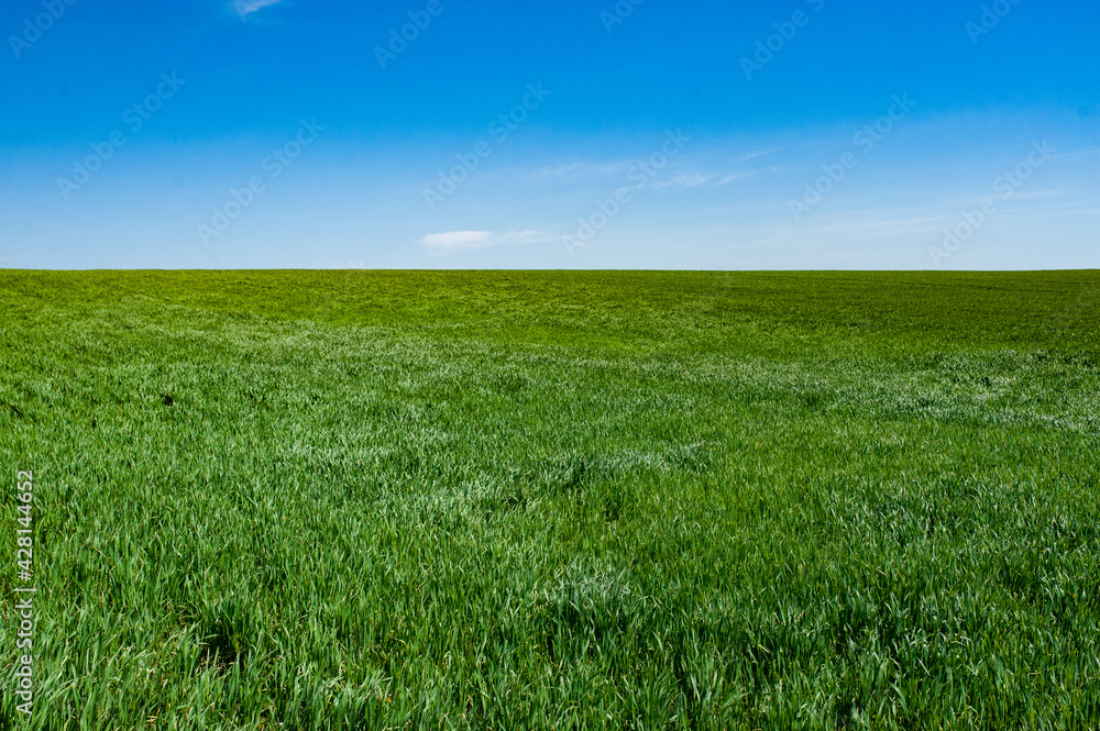 Fototapeta premium Green arable land is the land under temporary agricultural crops