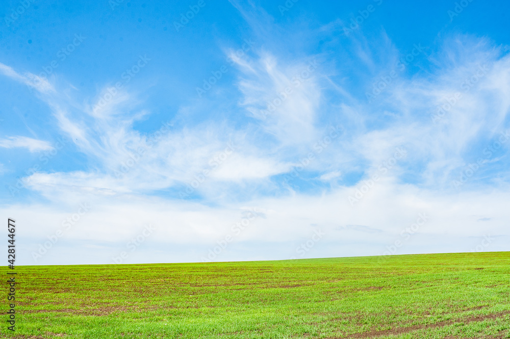Fototapeta premium Green arable land is the land under temporary agricultural crops