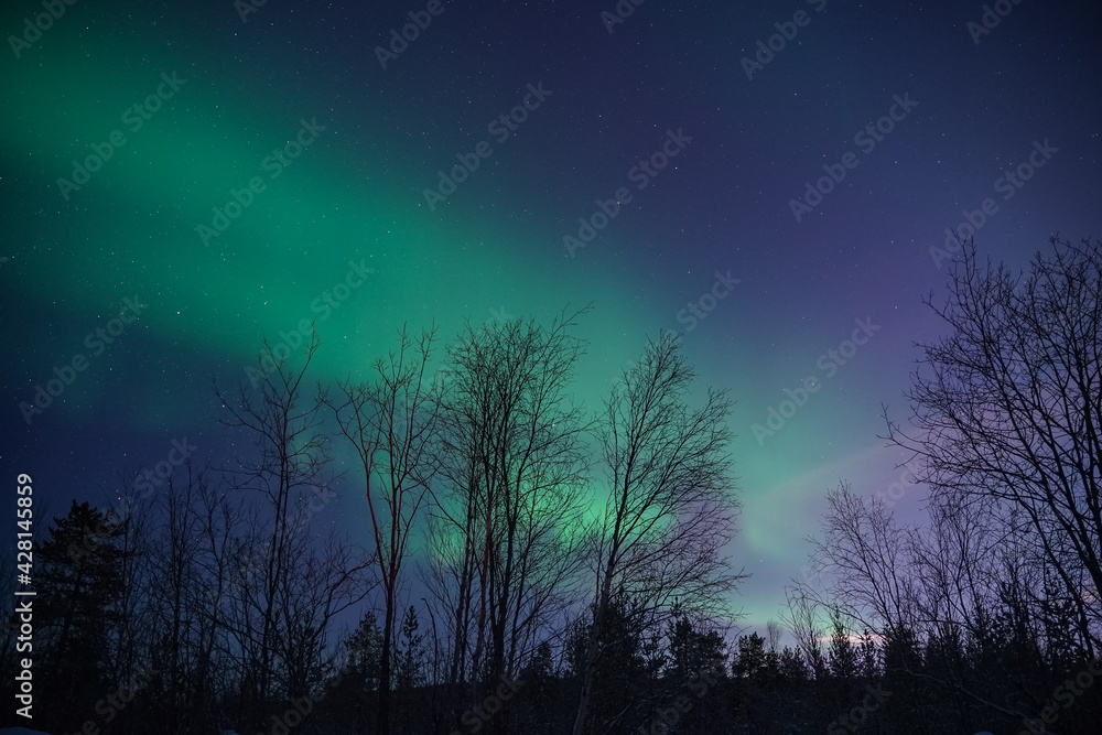northern lights (aurora) in the winter forest