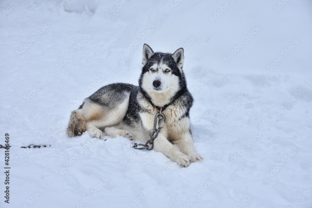 husky lying in the snow
