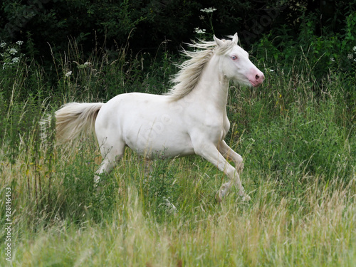 Cantering Horse