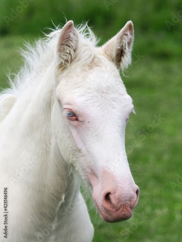 Cremello Foal Headshot © Nigel Baker