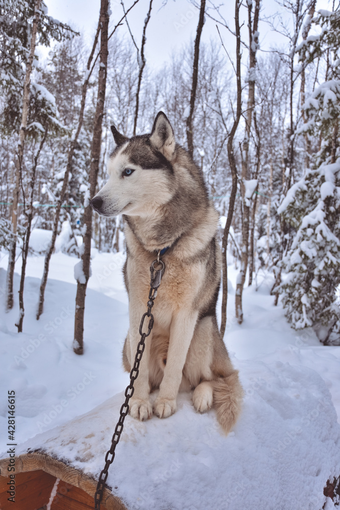 Husky sits on a booth with a chain in a snowy forest