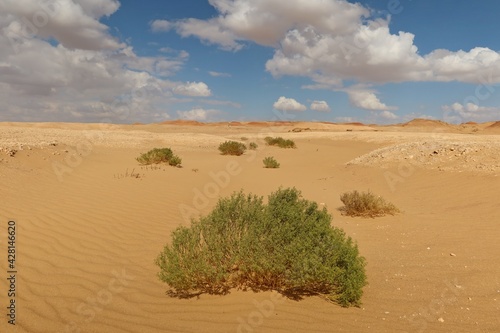 Plants and herbs in the arid sandy desert of Fayoum in Egypt