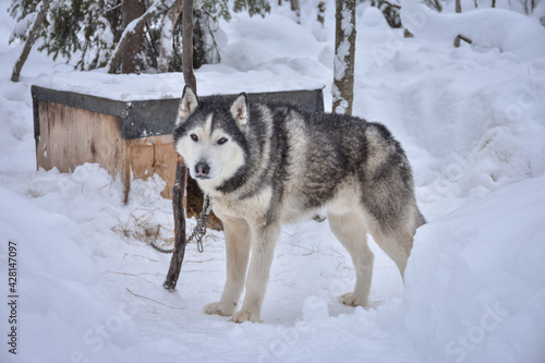 Husky stands at the booth with a chain in a snowy forest