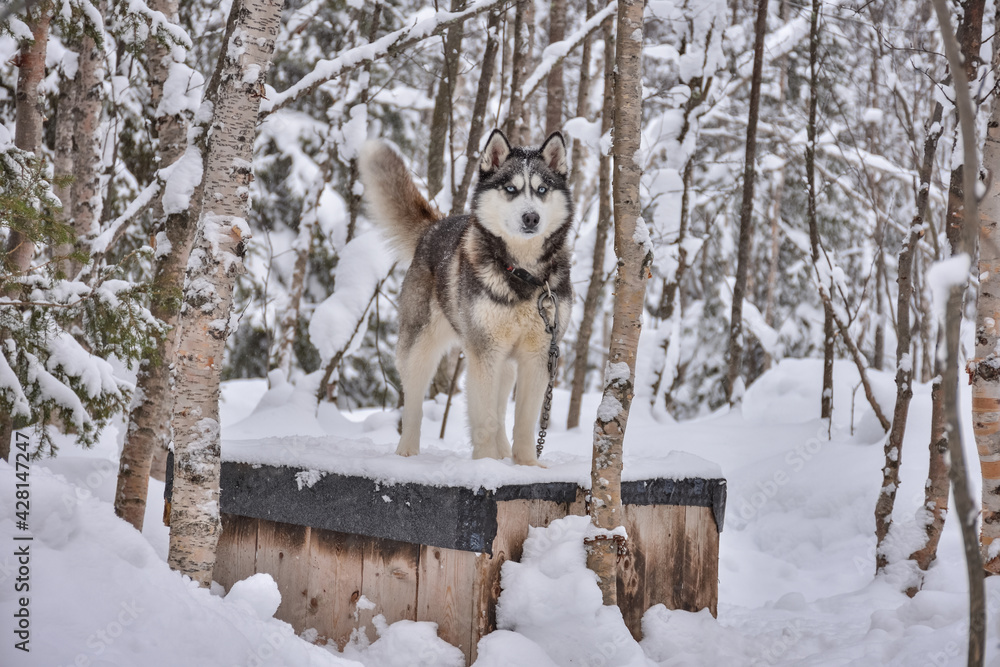 Husky stands on a booth with a chain in a snowy forest Husky stands on a booth with a chain in a snowy forest