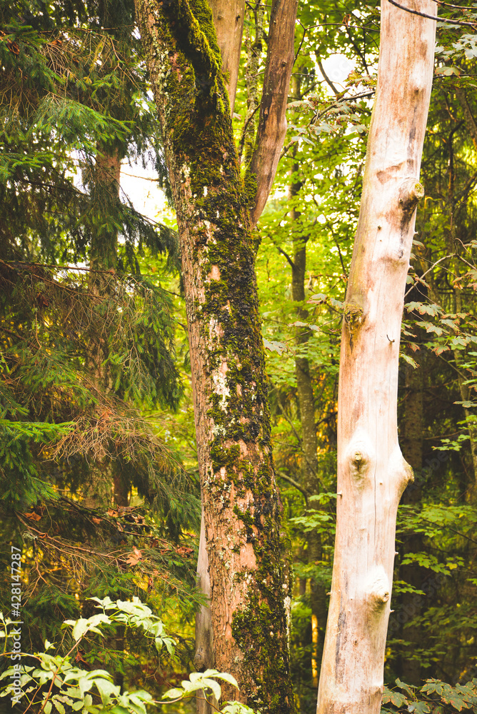 Fototapeta premium tree in the woods