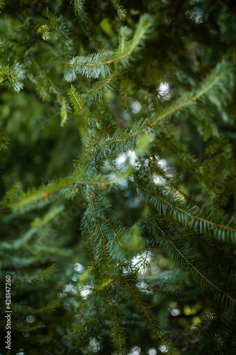 pine tree in the forest
