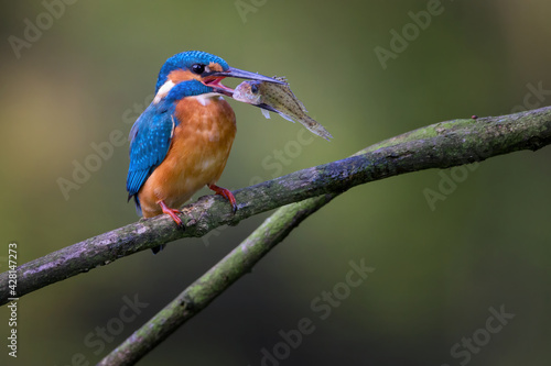 The common kingfisher (Alcedo atthis), also known as the Eurasian kingfisher and river kingfisher.