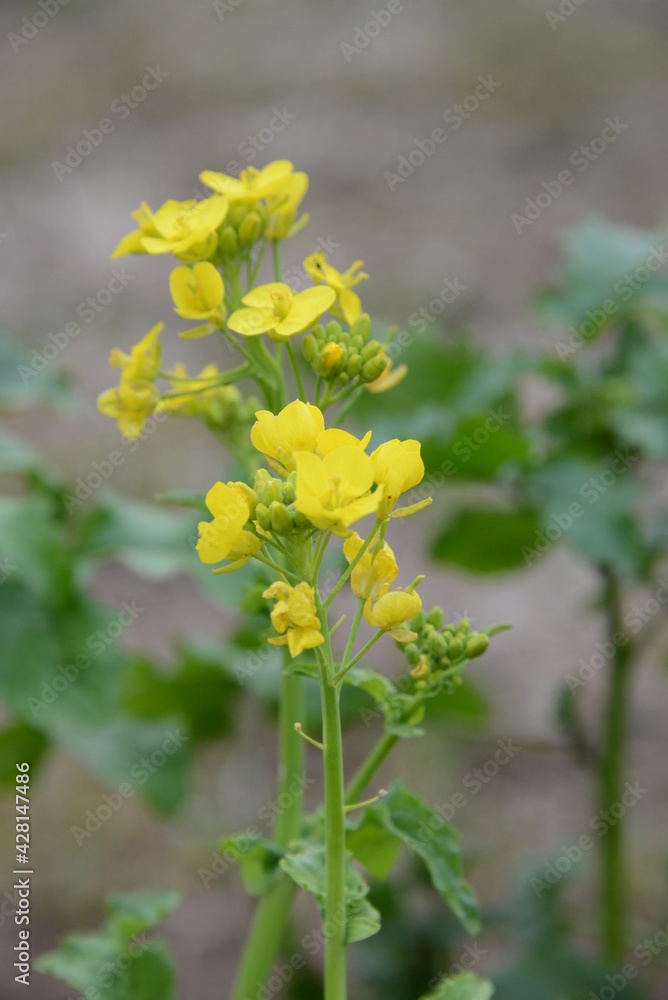 春の訪れ 菜の花の咲く季節 春の訪れ 菜の花の咲く季節