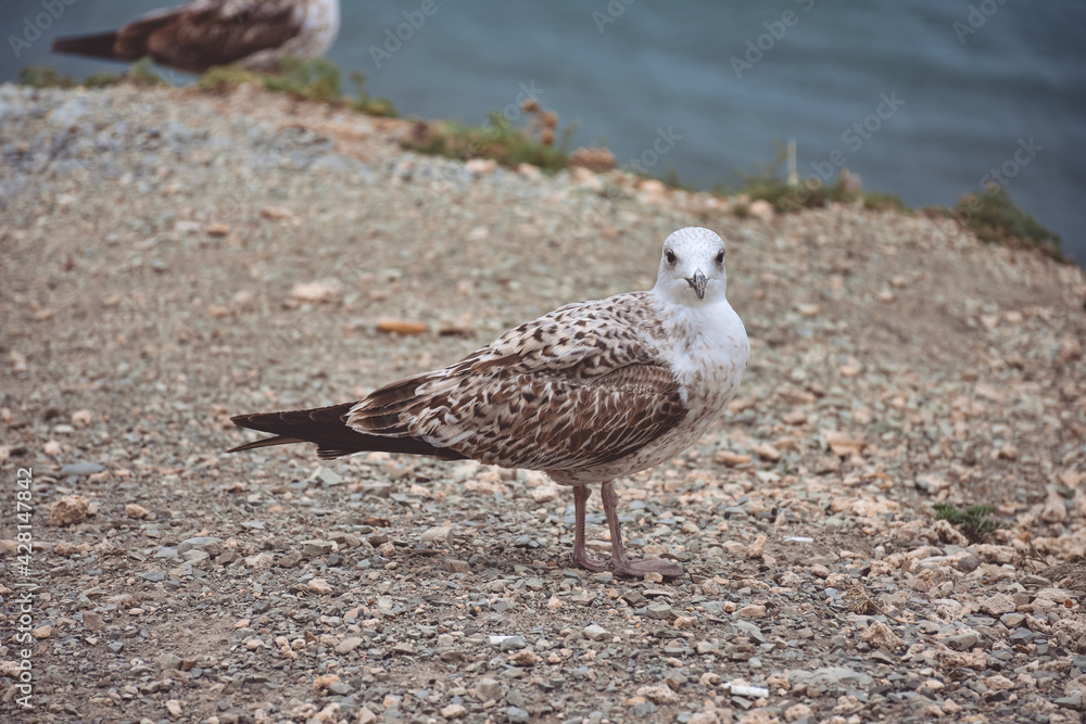 seagulls standing by the sea on a cliff seagulls standing by the sea on a cliff