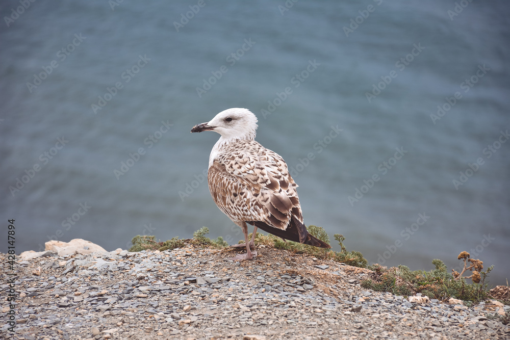 seagull standing by the sea on a cliff seagull standing by the sea on a cliff