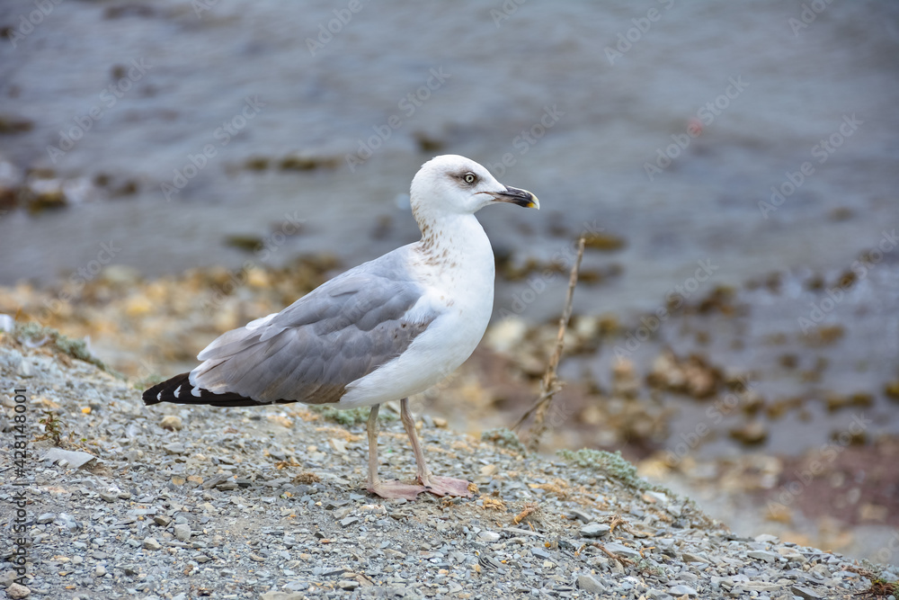 seagull standing by the sea on a cliff seagull standing by the sea on a cliff