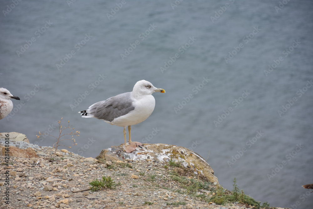 seagulls standing by the sea on a cliff seagulls standing by the sea on a cliff