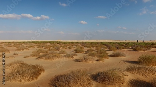 Fototapeta Naklejka Na Ścianę i Meble -  Plants and herbs in the arid sandy desert of Fayoum in Egypt
