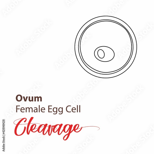 Illustration of a cell stage embryo. Four cell stage icon. Vector cleavage cell line. outline Illustration cleavage